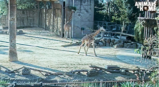 CS_CS_ANIMAL_Melbourn-Zoo-QR__600_22-03-EN-giraffes-on.png